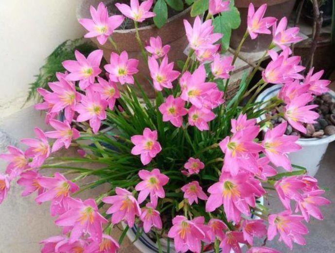  易爆|4种漂亮花，花色繁多易爆盆，娇艳欲滴好迷人