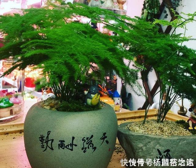 养文竹浇水要小心,注意3个方法,不黄叶、不烂根,蹭蹭长