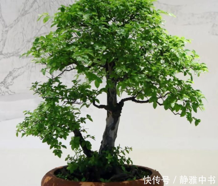 财源|名字带“财气”的4种花卉，有钱人养家里都养一盆，寓意财源滚滚
