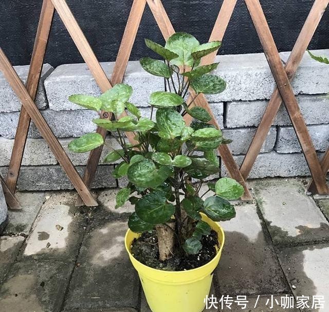 金钱兜|年底选年宵花,别落下3种招财花,象征好寓意