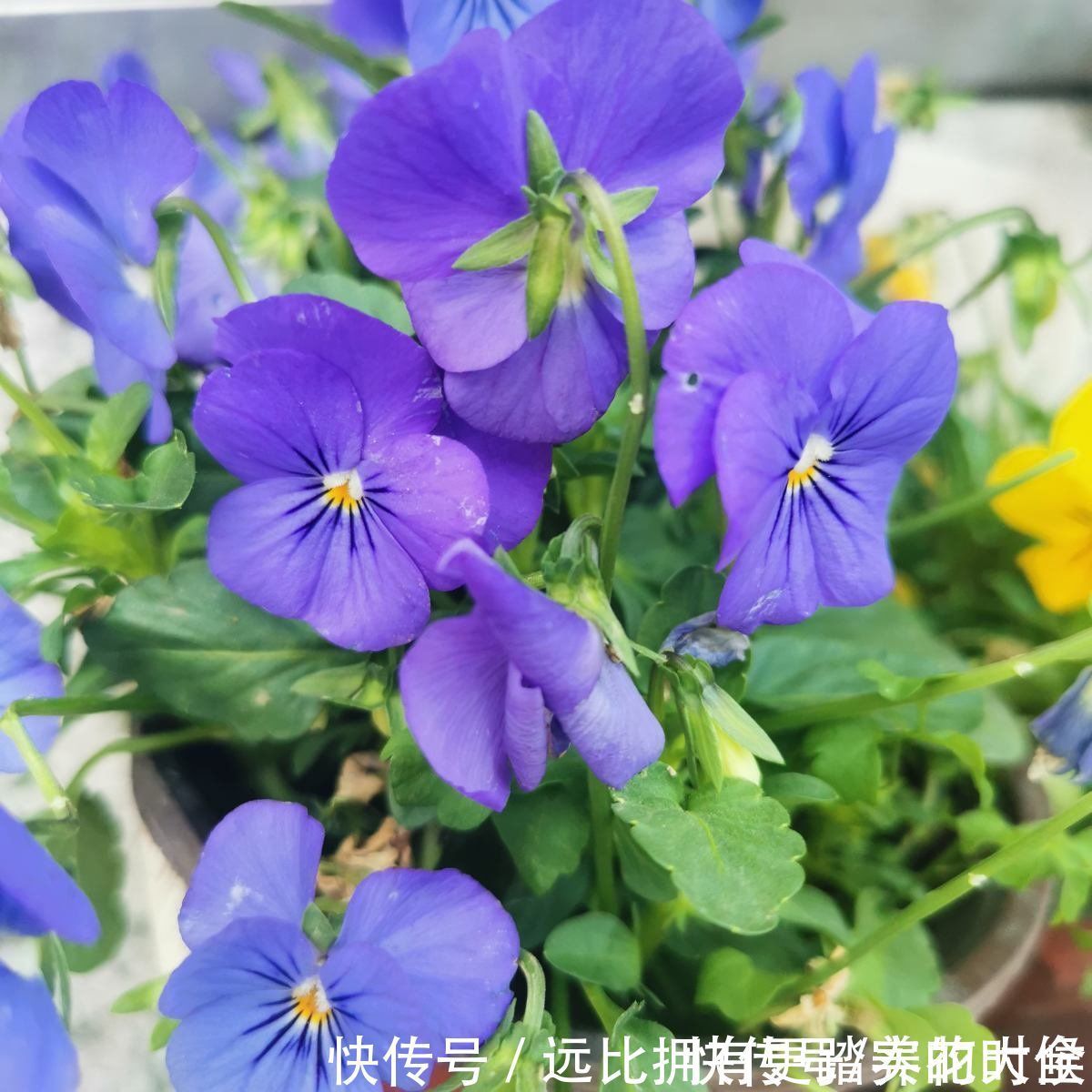 茶花|冬天养这5种花,越冷越开花,适合室内养护