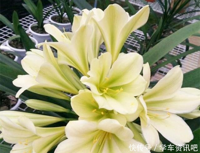 别只会用“淘米水”了,试下这种“脏脏水”,君子兰用上,长势旺!