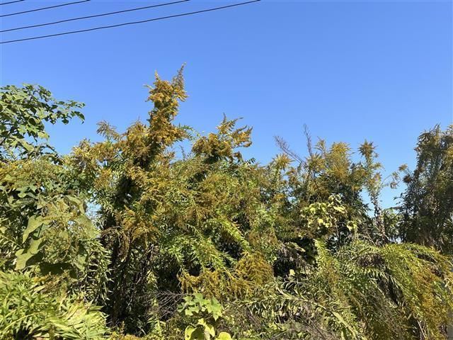 何瑞|网上售卖一枝黄花？专家：此花非彼花