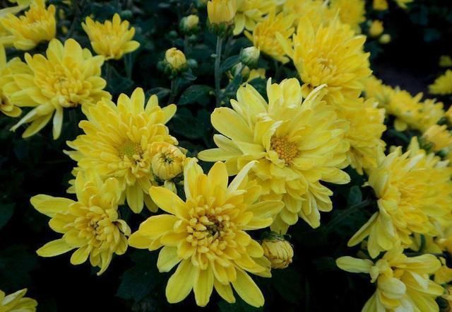 长寿花|养这4种花,夏天不能“偷懒”,没事“剪一剪”,秋季开花就爆盆