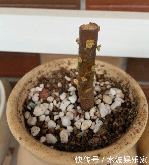 品种|多肉狠心砍1刀,窜出一圈新芽,花盆都容不下它了!