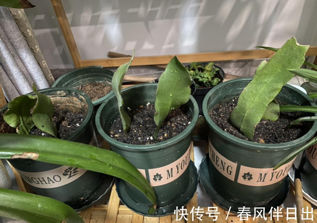 白檀|养到烦人的花，盆都不够用，扔掉还很心疼