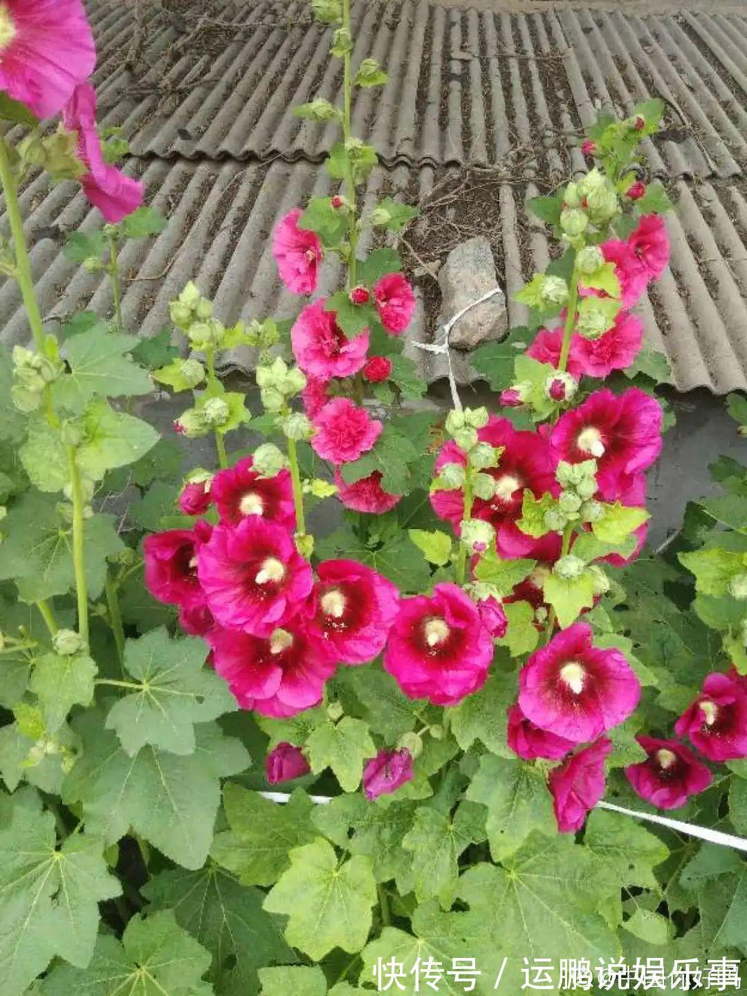 三角梅|30种夏天花,热不死、晒不死,大半年都开花,还没病虫害