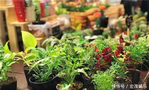 厨房里的1种东西,用来养花,花卉都长疯了,再也不担心长不好