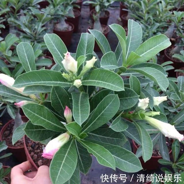 3种“懒人花”,最怕”水大“,”旱“字记心头,盆盆枝繁叶茂!