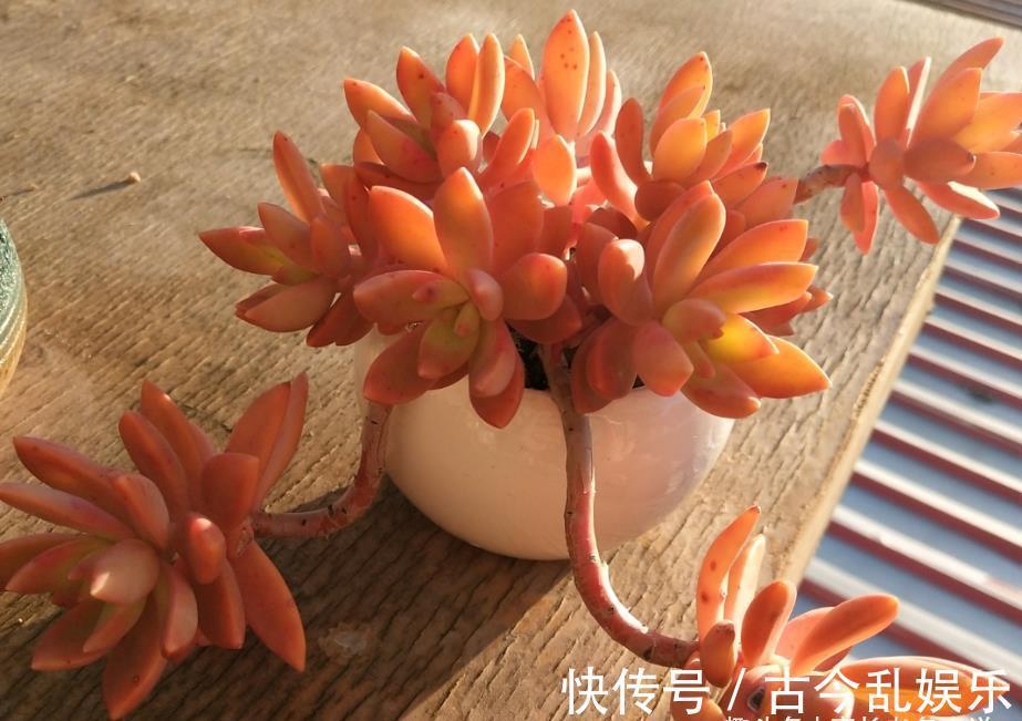 冬美人|养多肉不想买土？试试此8个品种，它们可以说是最不挑土的多肉了