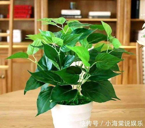 淘米水中加点料,就是万能养花水,给花喝一勺,养啥都旺