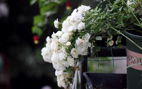 彗星——阳台盆栽“新宠”，常年开花，花量丰富，好看又好养