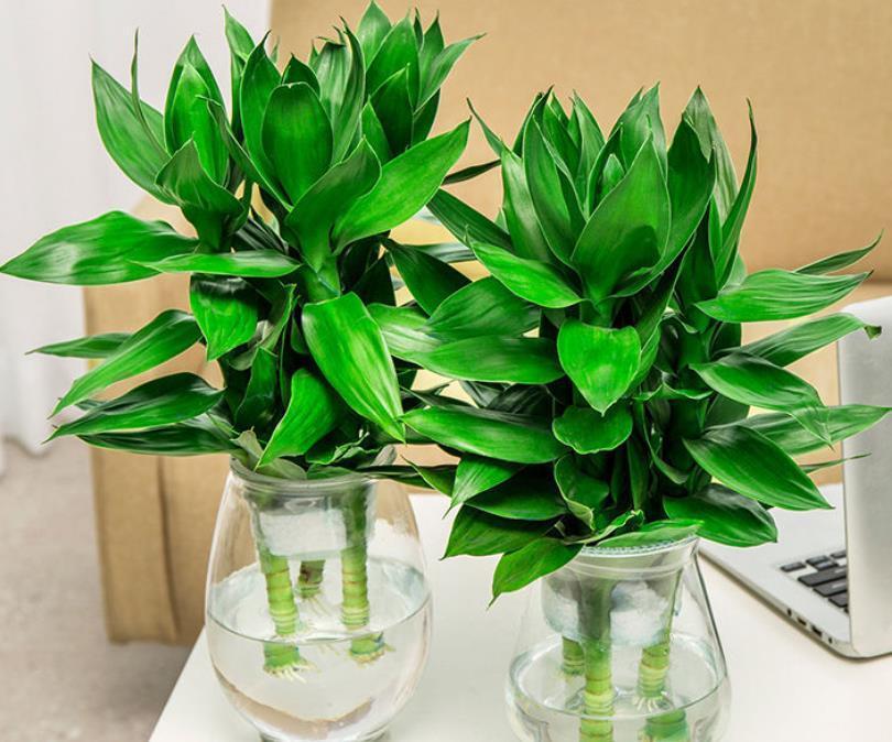 客厅|建议养花的人，别养富贵竹了，这种“竹子”更适合养护