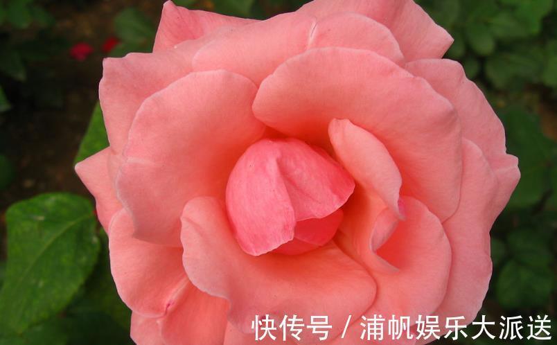 喜欢菊花，不如养盆“稀世之花”荷包花，似佳人伴舞，优雅美丽