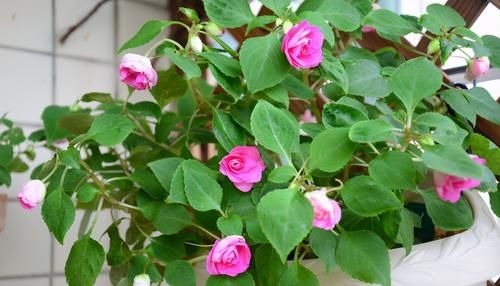 磷酸二氢钾养花虽好,但“4个阶段”不适用,别再弄错了