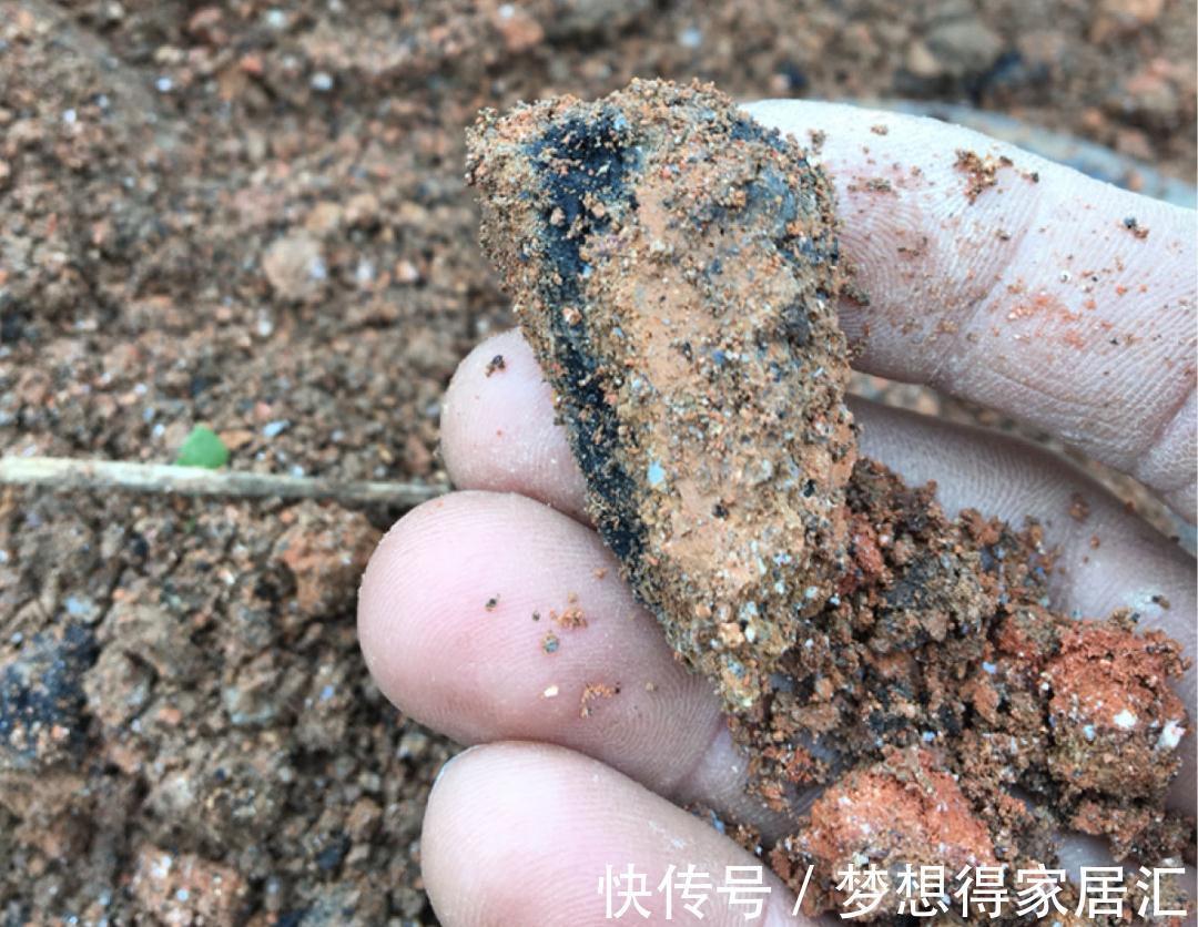 松针土|9种土别拿来养花,对花不好,容易黄叶烂根
