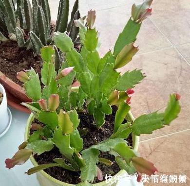 这6种漂亮花,天一热就死,夏天别再买,白花钱养不活