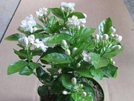 茉莉花这么养,枝叶繁茂四季绿,花开爆盆,满屋飘香