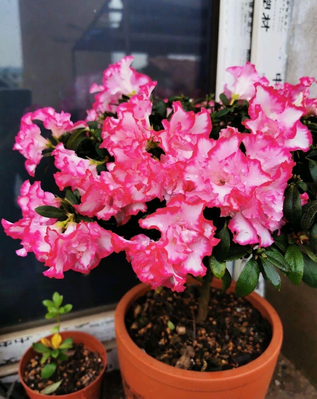 冬天养杜鹃,记住“两点”,春节就开花,花色艳花苞“长满枝”