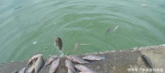 海南出现成群禾花鲤,有人2小时钓半桶,大的有1斤多!