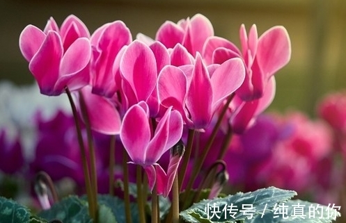 文竹|这15种花,夏天不能暴晒,否则就剩空盆了