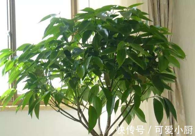 懒人养植的盆栽,一个月浇次水都没问题