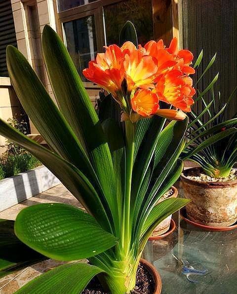 花芽|养君子兰，此“催花肥”不能少，选对时间，10天用一次，开花特多