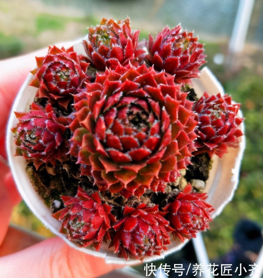 小齐|北方可以露养的多肉,耐零下20度低温,皮实好养,出状态非常美