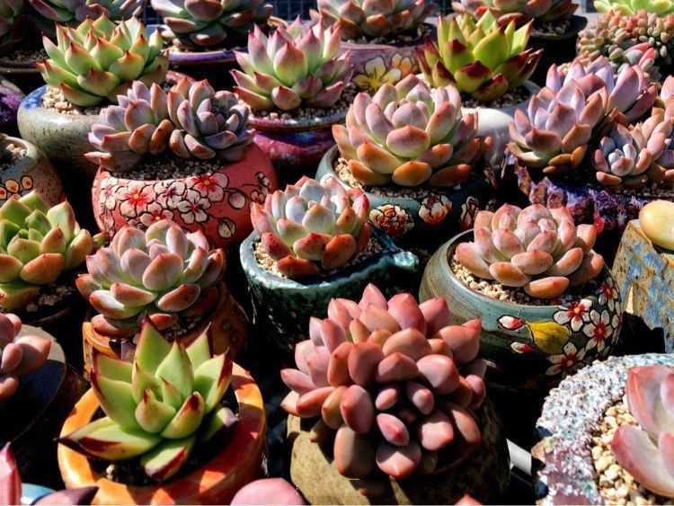 “温度”对于多肉的影响，并非看起来那么简单，一定要知晓！