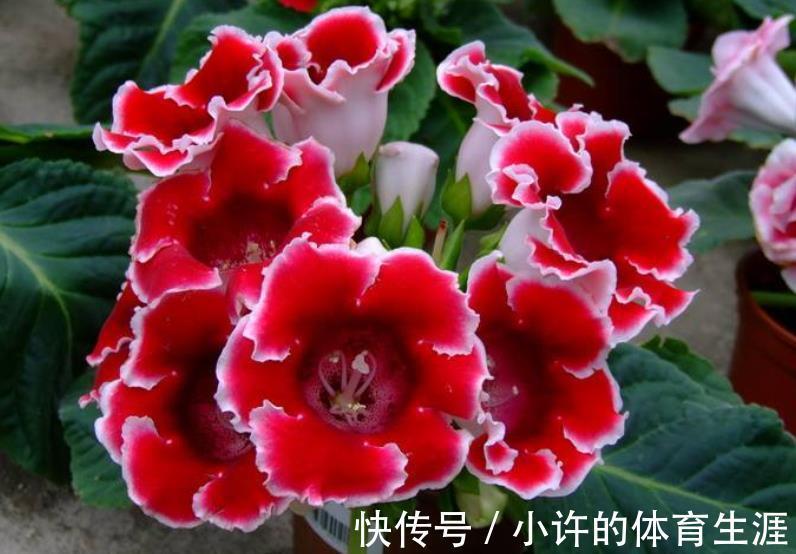 专为北阳台而生的6种花,耐阴又好养,随便养几盆打造成小花园