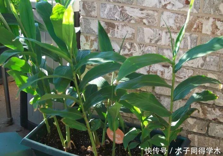 盆栽|阳台种生姜,只用泡沫箱,挖出几十斤,轻松收货“姜山”