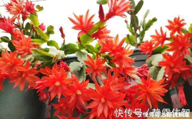 夏季|蟹爪兰要狠劲“掐”,度夏才安全,秋天直接爆芽,新叶肥厚猛开花