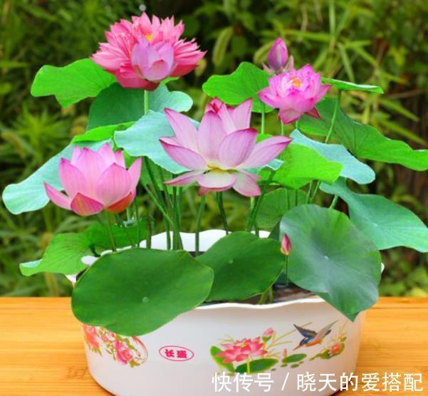 叶片|管不住手就养10种花,颜值高好养护,丢水里呼呼长满盆