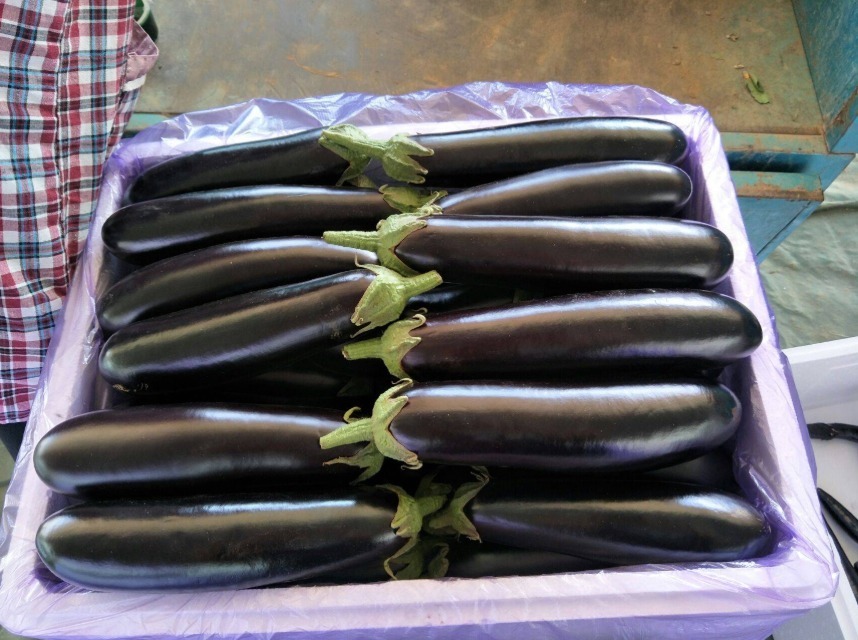 西红柿|吃了“激素茄子”还傻傻不知道,教你2招辨别,以后别乱买