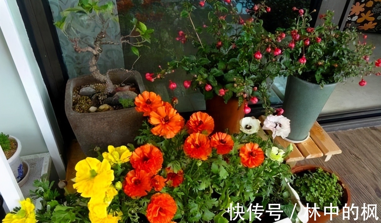 错过了自制肥就别再错过用药物养花了,效果好,还能马上用