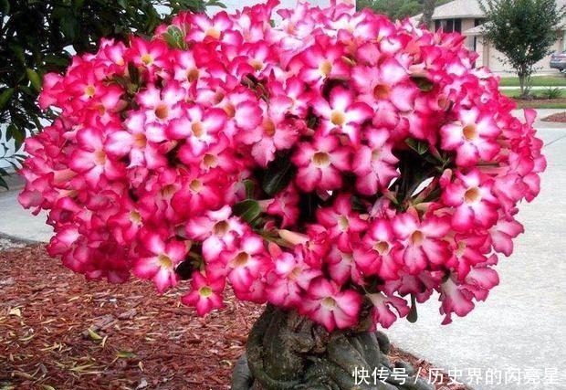 沙漠玫瑰|此花俗称“最美盆栽花卉”, 再贵也要种2棵, 一年开6次, 沾土就活!
