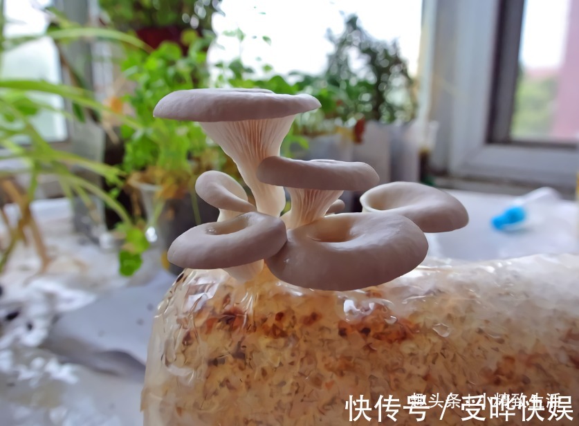 阳台不止能养花，还能种蘑菇，15天一茬，2个月吃不完