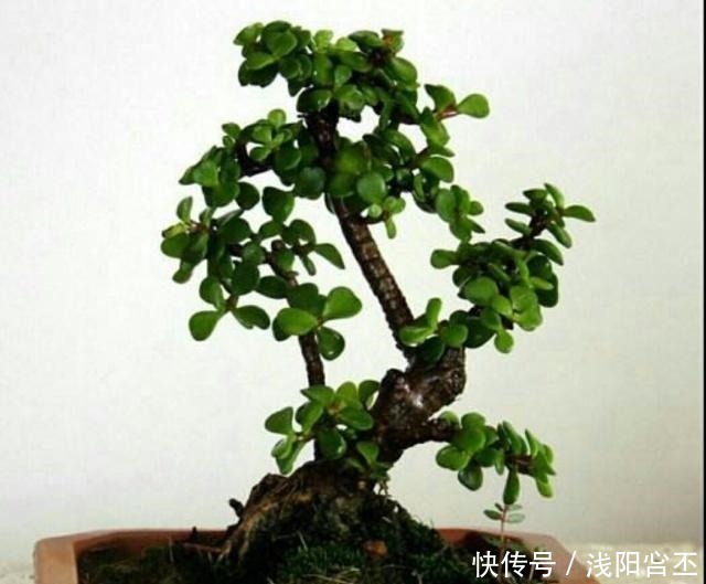 金枝玉叶|养金枝玉叶,关键要做好5项管理,很快长成盆景老桩!