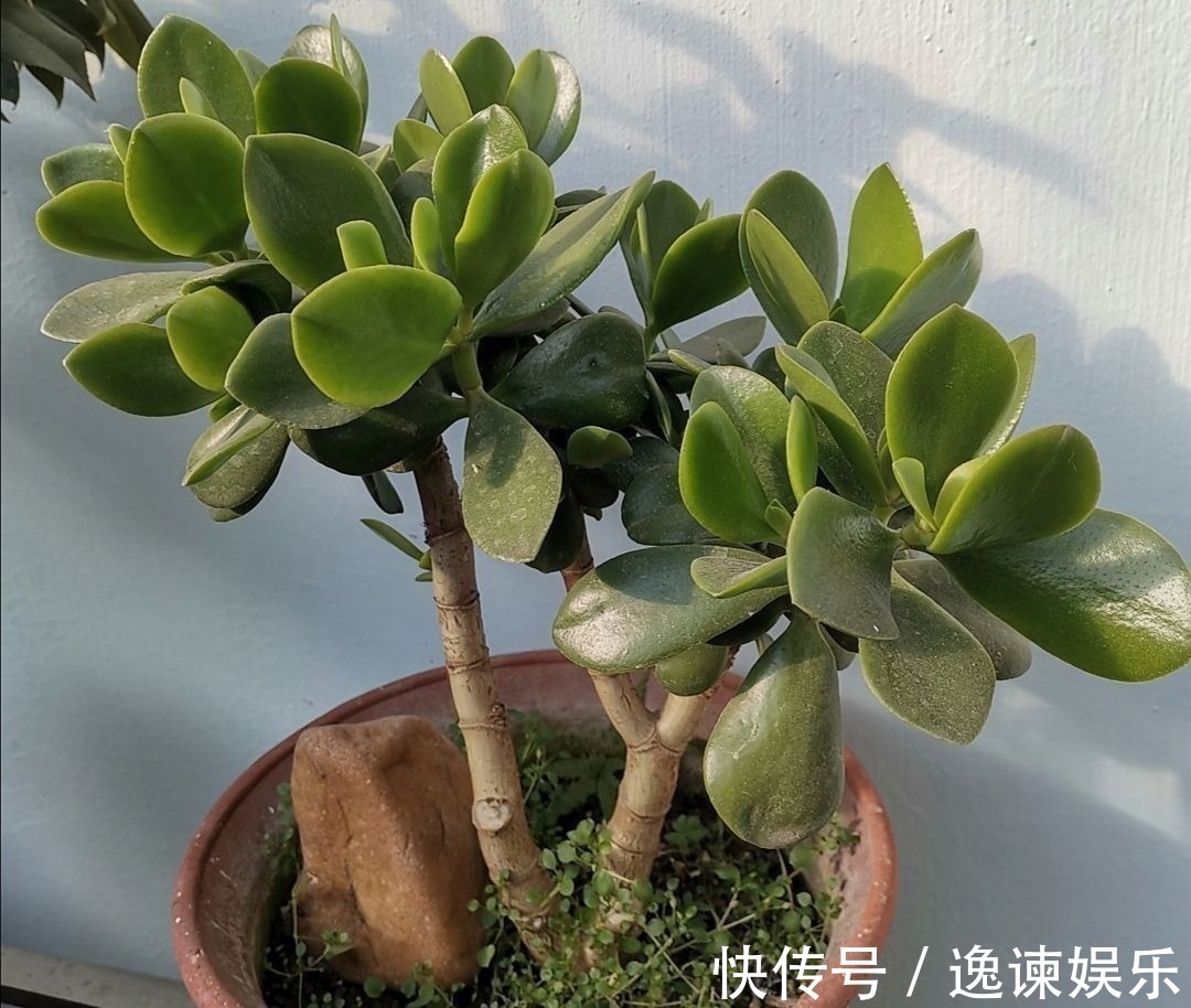 枝条|2种植物长得快，三五年养成老桩，越养越值钱