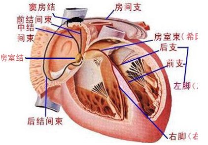 心脑血管疾病的食疗方十则