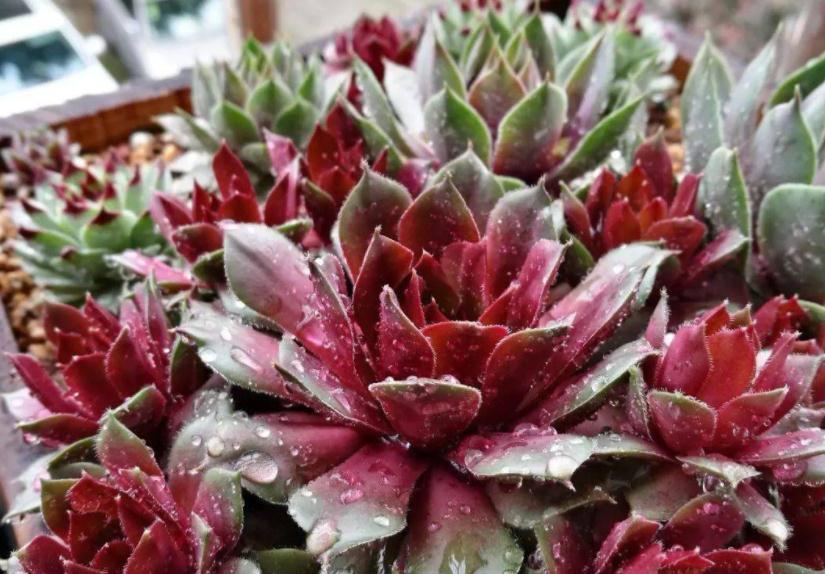 遵循这3大规则,冬天养多肉,家庭盆栽才不会出问题