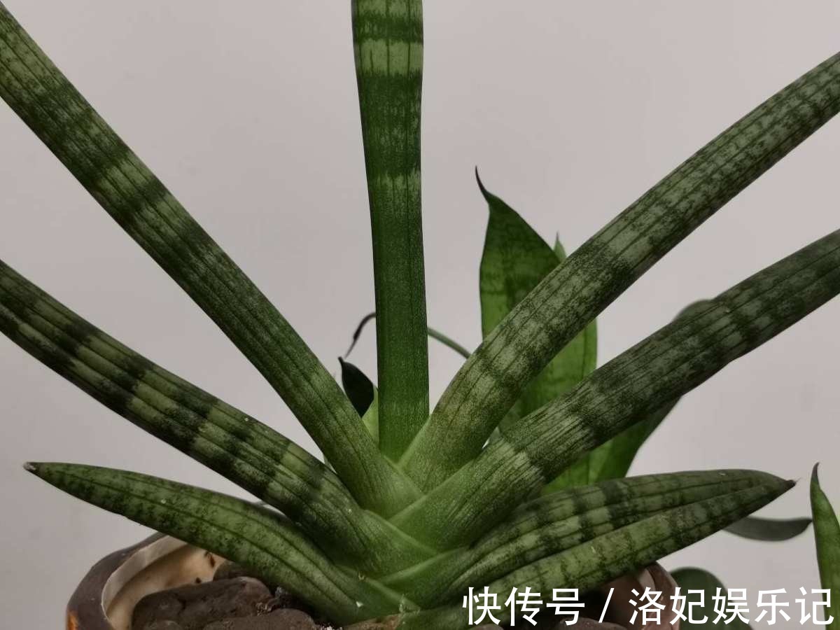 富贵竹|家里有老人,养这6种花定没错,锻炼身体还养身心