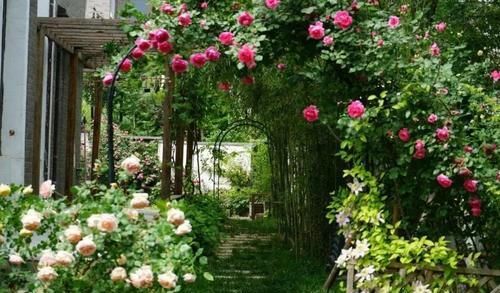 太阳花|贵州一大妈的院子可真美，几十种花开出花海，犹如仙境令人羡慕