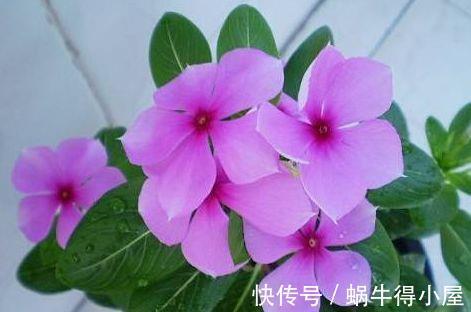 颜值担当|农历7月16号起，最适合养这些花，花色五彩缤纷，高贵典雅