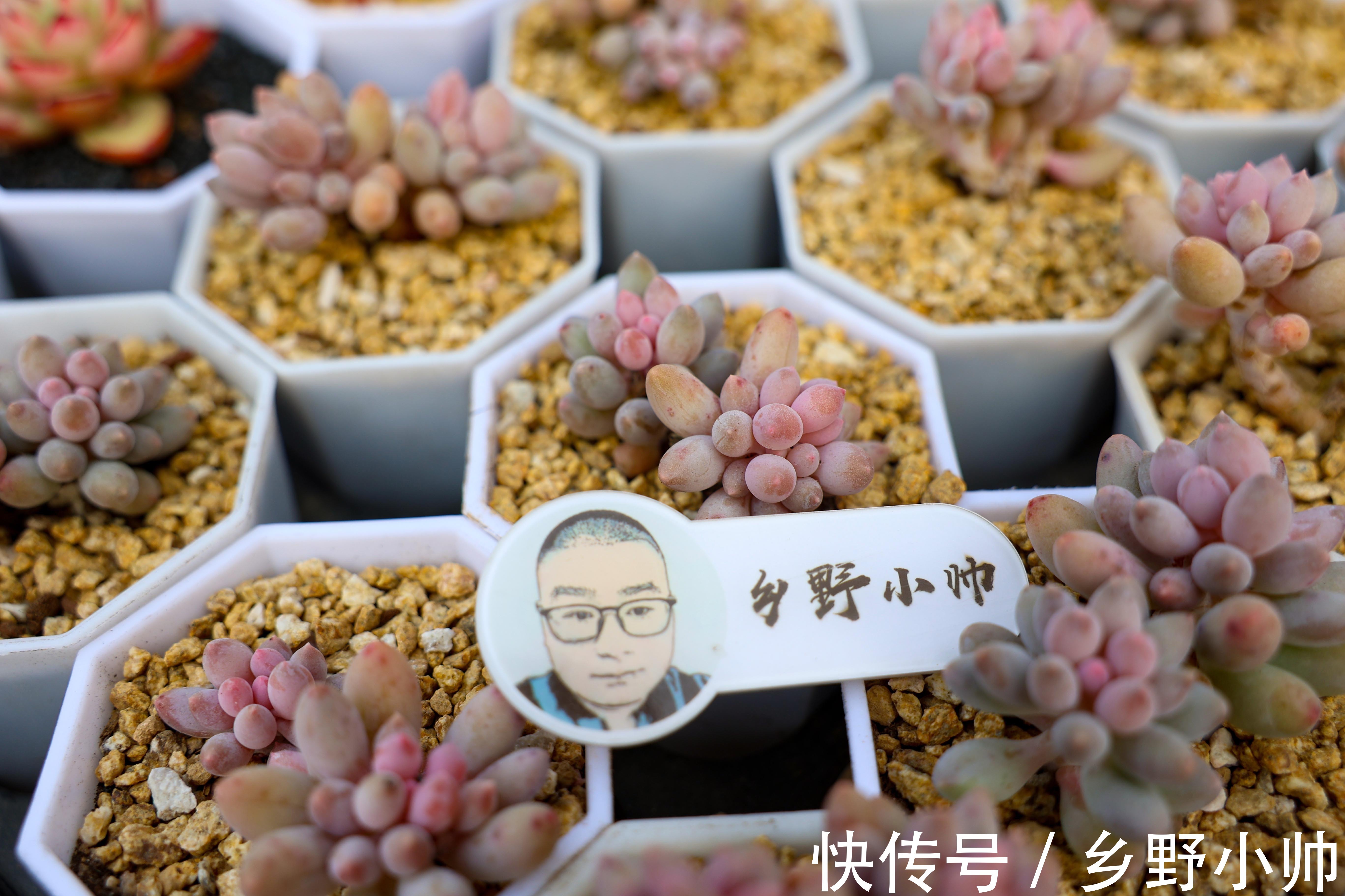 光照|多肉生长缓慢养不好?修好根系做好管理, 养肉其实很简单