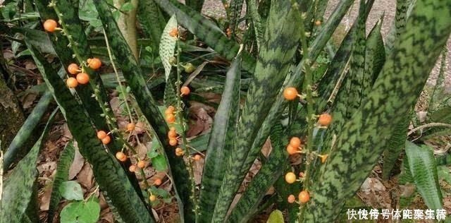 养护|春养虎皮兰,4点“伺候好”,才能长高高,开花特仙气,好运临门!