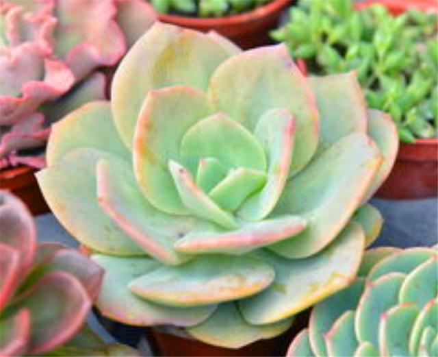 阳台养多肉专用技巧，只要5招，阳台也能养出极品多肉