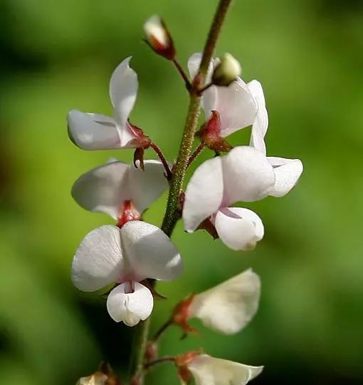 漫谈蝶形花 花儿翩翩如蝴蝶 蝴蝶飞去豆荚来 快资讯 漫谈蝶形花 花儿翩翩如蝴蝶 蝴蝶飞去豆荚来 快资讯
