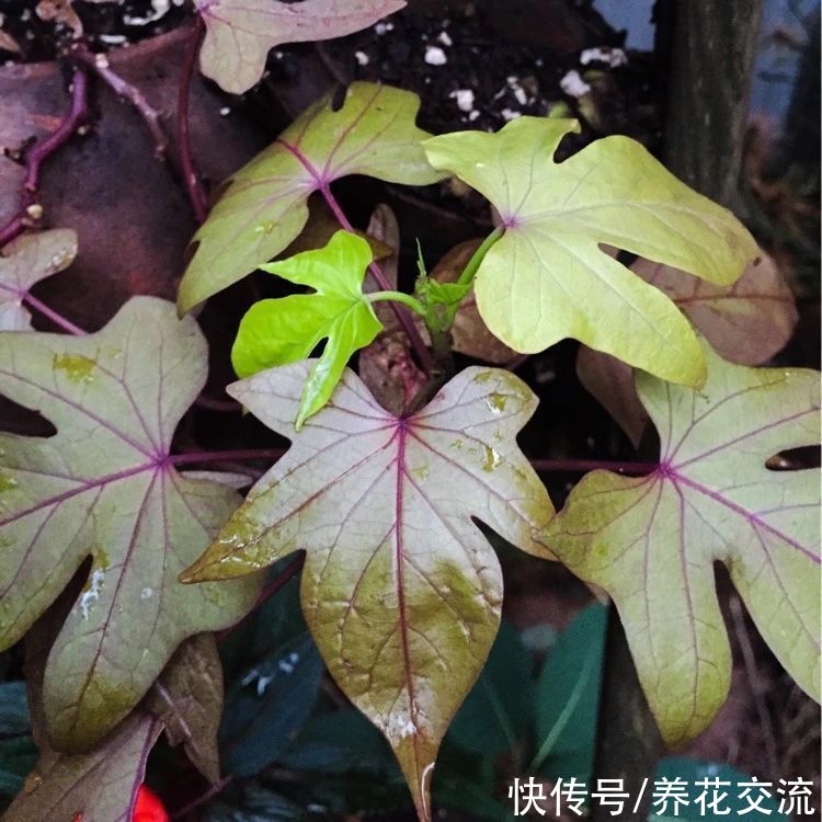 叶色|叶色丰富的观赏红薯，适合养成盆栽，开的喇叭状花朵很罕见