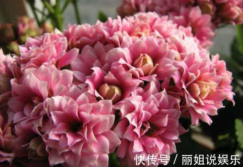 11月后养长寿花,2种花肥不能再用了,不然今年不开花,白养了
